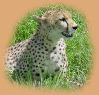 Cheetah sitting in the grass below Naabi Hill.