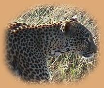 We followed this Leopard for 3 miles! Such a thrill for our first visit to the area.