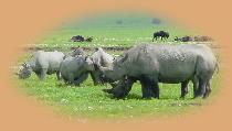 A family of six White Rhino (Black Rhino are solitary ).