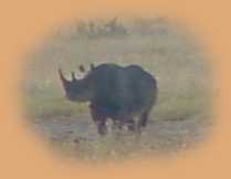 Rhinosceros