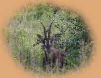 The elusive Sable Antelope - we had been searching for 2 days!.