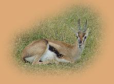 Thomson's Gazelle - one of the most beautiful animals you'll see, but rarely paid much attention on safaris!